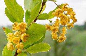 Барбарис зацвёл в Южных культурах